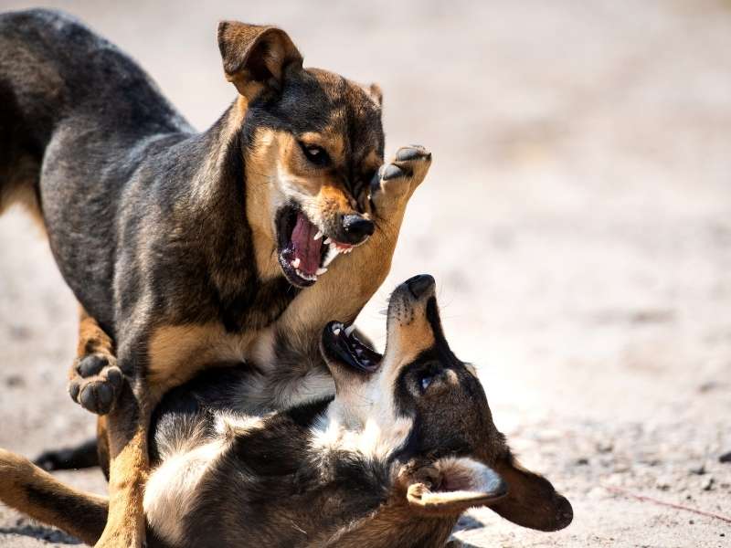 Risk of Rabies in Bali During Your Vacation