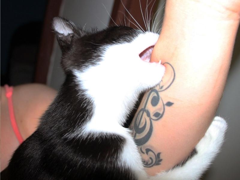can a scratch from a cat cause rabies